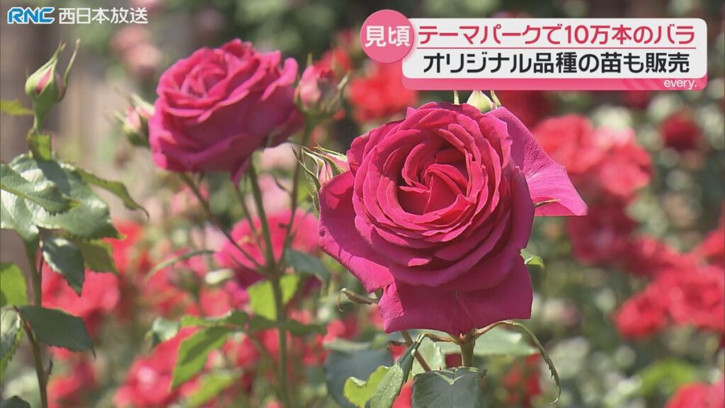 気高く咲く世界のバラ10万本 レオマリゾート(丸亀市)で見ごろ(2026年5月19日掲載)|RNC NEWS NNN 共有