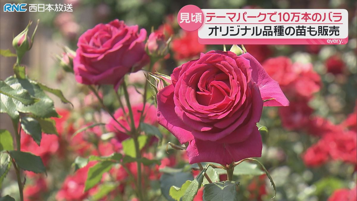 気高く咲く世界のバラ10万本 レオマリゾート(丸亀市)で見ごろ