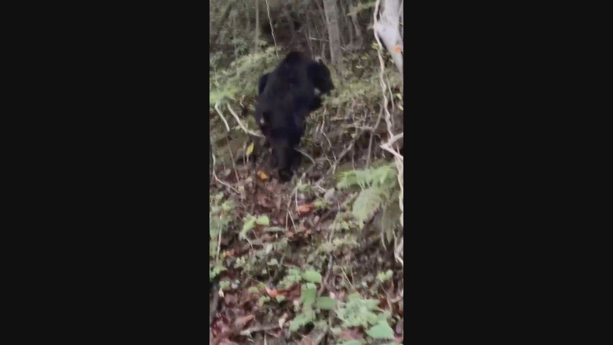 【注意】浜松・引佐町でクマ出没 体長約１ｍ 住民の車に気付き森林へ ３日前にも付近で目撃されたばかり（静岡県）