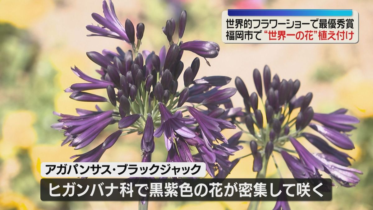 「世界一の花」舞鶴公園に見に来て イギリスのフラワーショーで最優秀賞 福岡