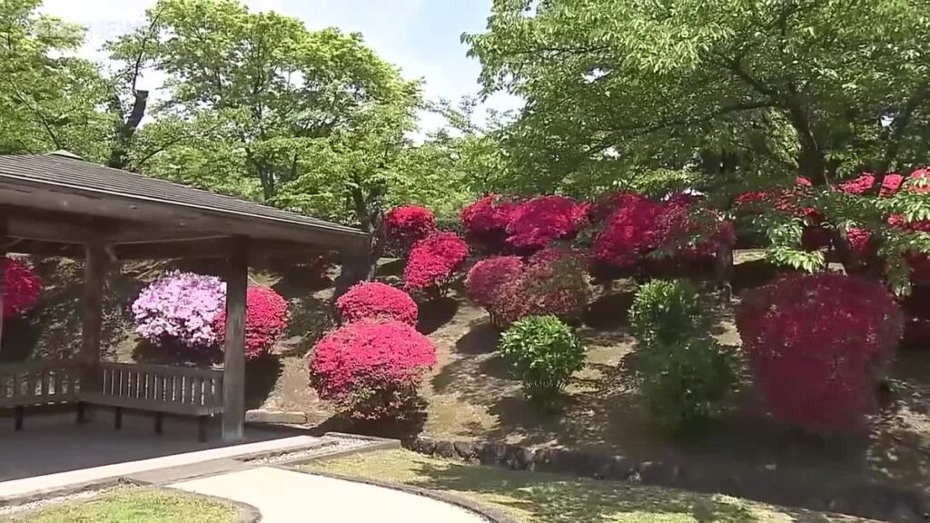 県内は晴れて過ごしやすい1日に 千秋公園ではツツジやフジの花が見ごろ 秋田(2026年5月12日掲載)|ABS NEWS NNN 共有
