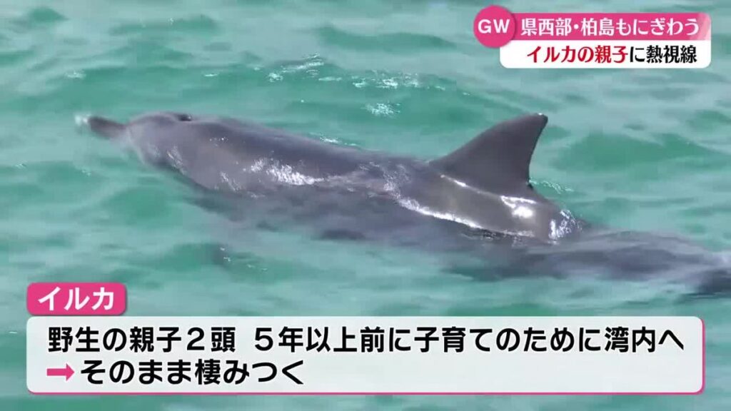 共有