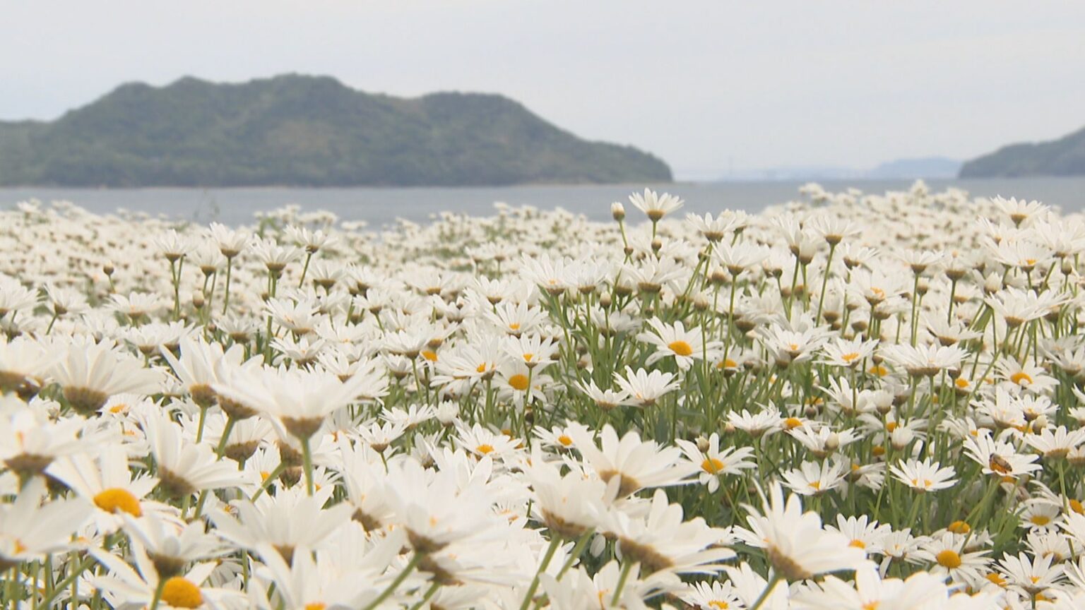 三豊市の花畑でマーガレットが満開　海辺を白く染め上げる　香川 | KSBニュース | KSB瀬戸内海放送