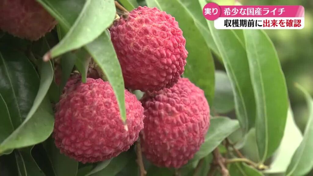 《楊貴妃も愛したといわれる果実》貴重な国産ライチ まもなく収穫期【高知】(2026年5月27日掲載)|RKC NEWS NNN 共有