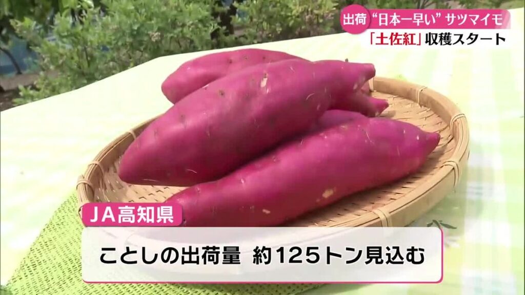 《日本一早く》秋の味覚・サツマイモの収穫【高知】(2026年5月21日掲載)|RKC NEWS NNN 共有