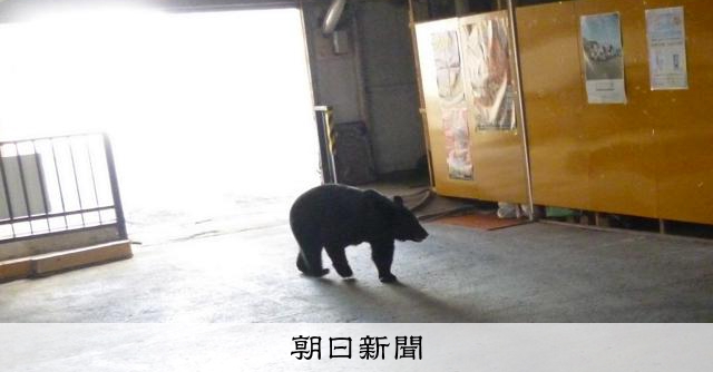 青森市中心部で緊急銃猟のクマ、直前はパン店で「昼寝」か　舞台裏は [青森県] [相次ぐクマ被害]：朝日新聞