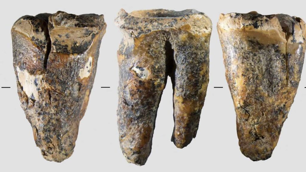 ネアンデルタール人が石器を使い虫歯治療か 5万9000年前の歯の化石発見、最古の事例 - 産経ニュース