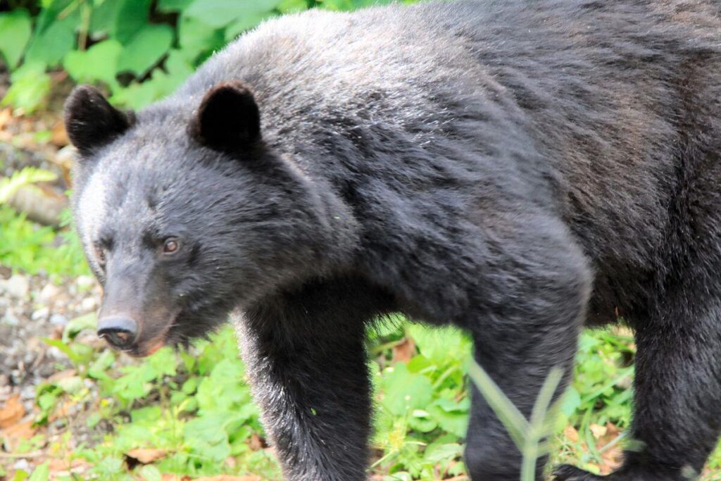 🐻🐻🐻🐻🐻🐻🐻「熊が大繁殖しているようだ」猟友会が報告 秋田・小坂町🐻🐻🐻🐻🐻🐻🐻🐻🐻🐻🐻🐻🐻🐻🐻🐻🐻🐻🐻🐻🐻🐻🐻🐻🐻🐻🐻🐻🐻🐻🐻🐻🐻🐻🐻🐻🐻🐻🐻🐻🐻🐻🐻🐻🐻🐻🐻🐻🐻🐻🐻