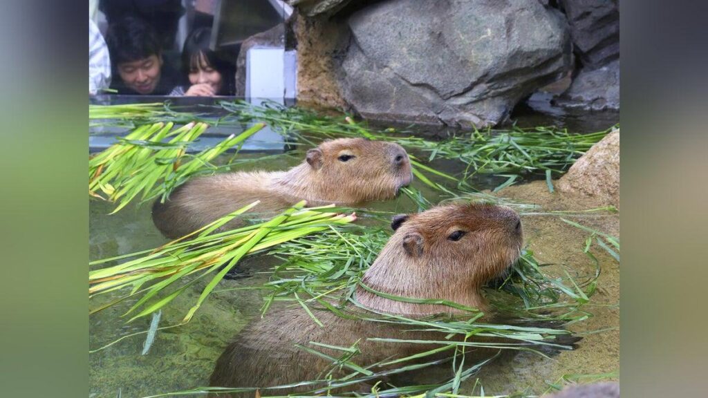 カピバラが「しょうぶ風呂」満喫、かぶとのような甲羅持つカメも…アクア・トトぎふ