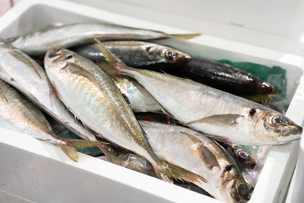 umiya マルヤマ水産　店内の魚画像