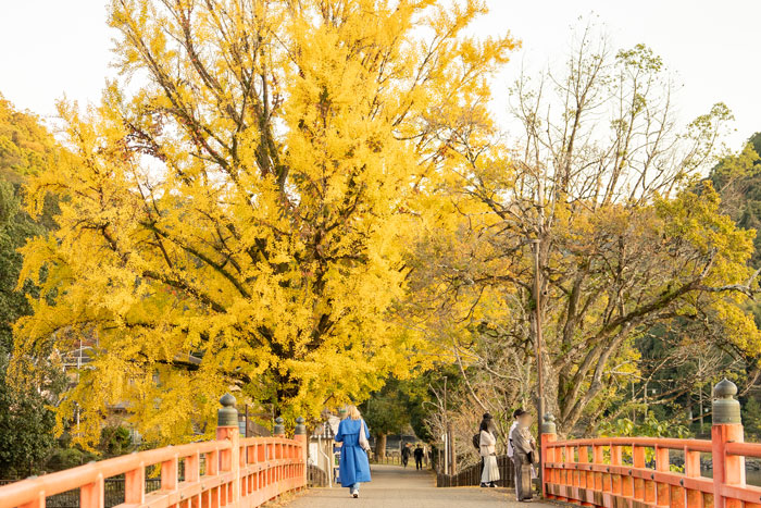 ２０２３年秋・観流橋のいちょうの画像