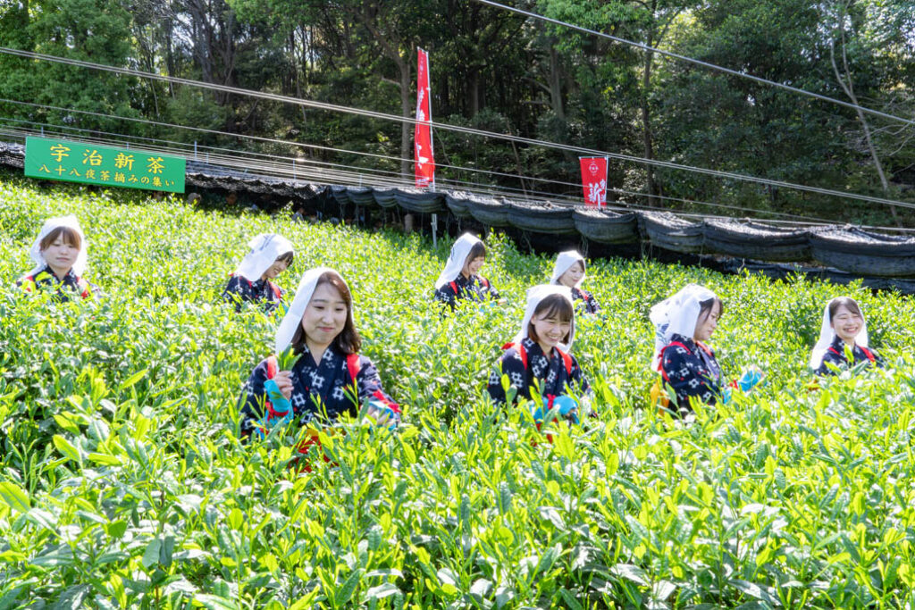 「宇治新茶 八十八夜茶摘みの集い」の画像３