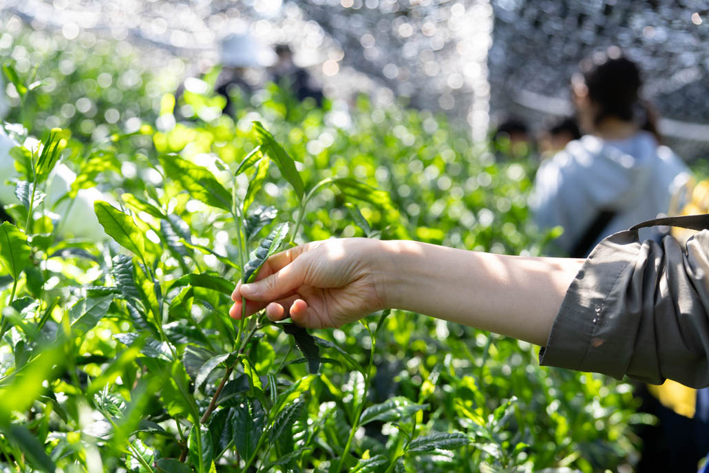 「宇治新茶 八十八夜茶摘みの集い」　の画像