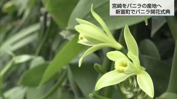 国内では希少な「バニラ」のハウス栽培 宮崎県新富町で今年初めて開花 2028年の収穫目指す