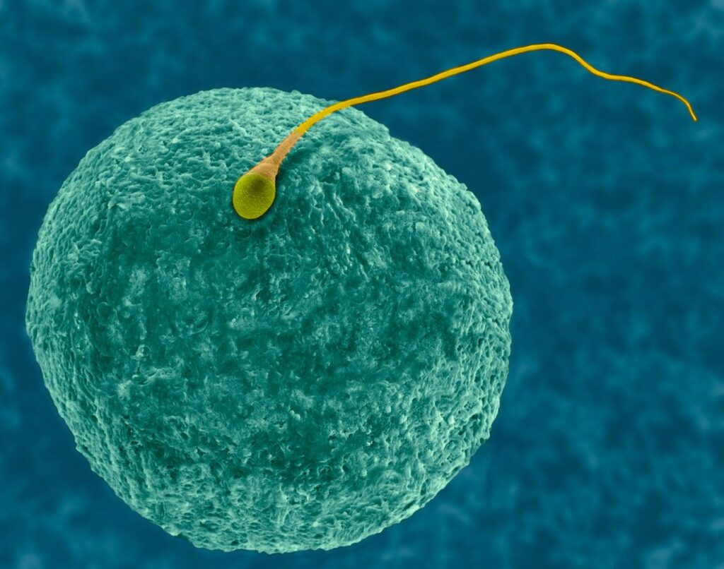 精子の生成を止める男性用避妊薬が安全性試験に合格