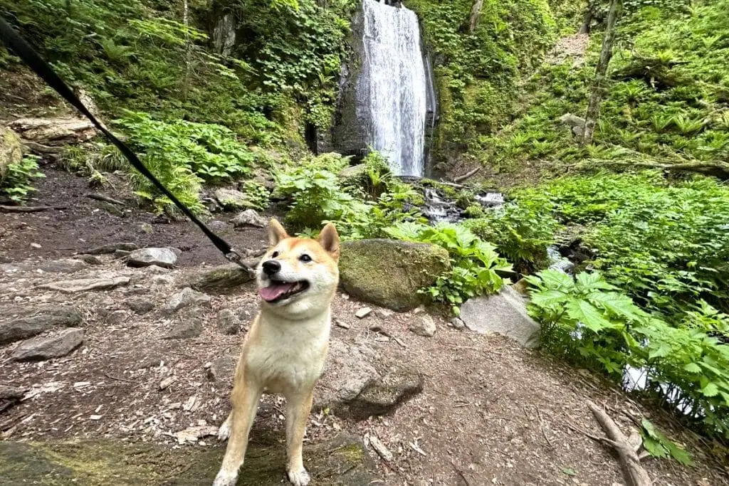 【犬旅：青森・奥入瀬渓流編】 森の匂いや滝の音、鳥のさえずりに人もワンコもリフレッシュ！： 豆柴・まもるくんの旅日記