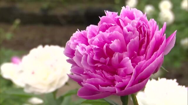 ＧＷにおすすめ！大輪のシャクヤク見頃「多くの人に見てほしい」祖父の意思受け継ぎ入園料は無料 « 高知のニュース - 高知さんさんテレビ
