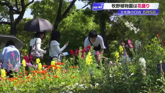 高知のGW、新緑まぶしい『牧野植物園』約1万630人が季節の花を堪能 « 高知のニュース - 高知さんさんテレビ