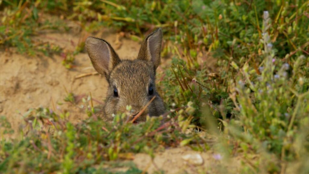 最近、自然にはかわいい動物の赤ちゃんがたくさんいますが、かわいい動物は遠ざけてください