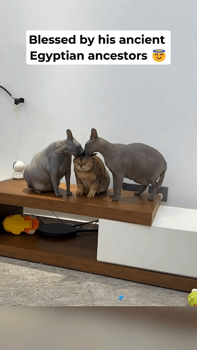 べろべろべろ