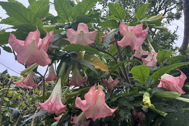 沖縄市で花々饗宴　エンゼルストランペットなど