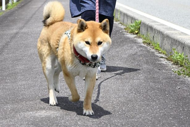 犬の散歩で防犯だワン　広島県警、隊員３３６匹