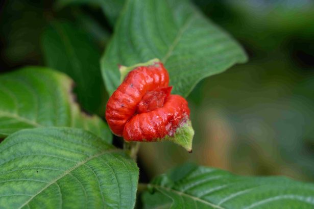 真っ赤な「熱い唇」が開花 ホットに4年ぶり 沖縄・本部