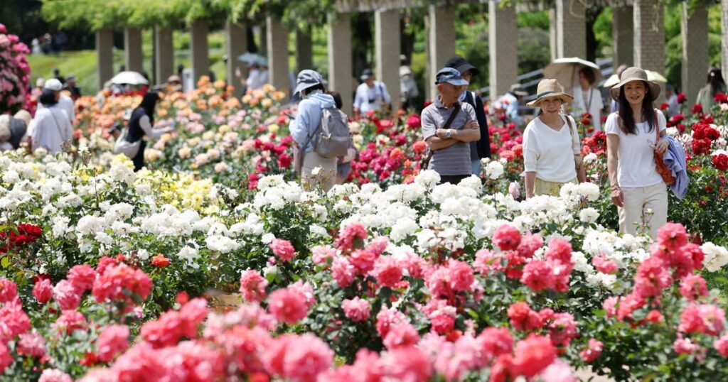 東京・調布の神代植物公園、色鮮やかなバラ400種が見ごろ