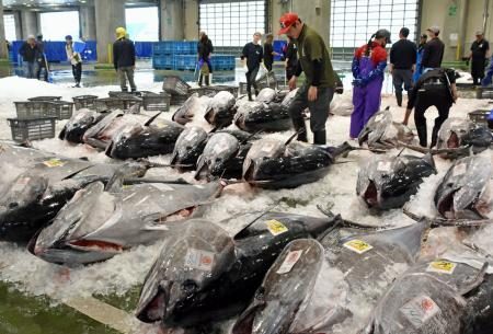 生クロマグロ初水揚げ 鳥取・境港