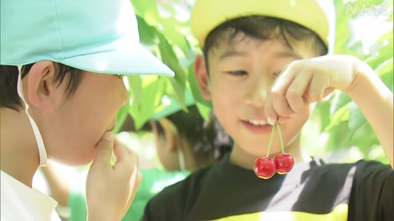 山形県寒河江市　「さくらんぼ狩り」が始まった | NHKやさしいことばニュース