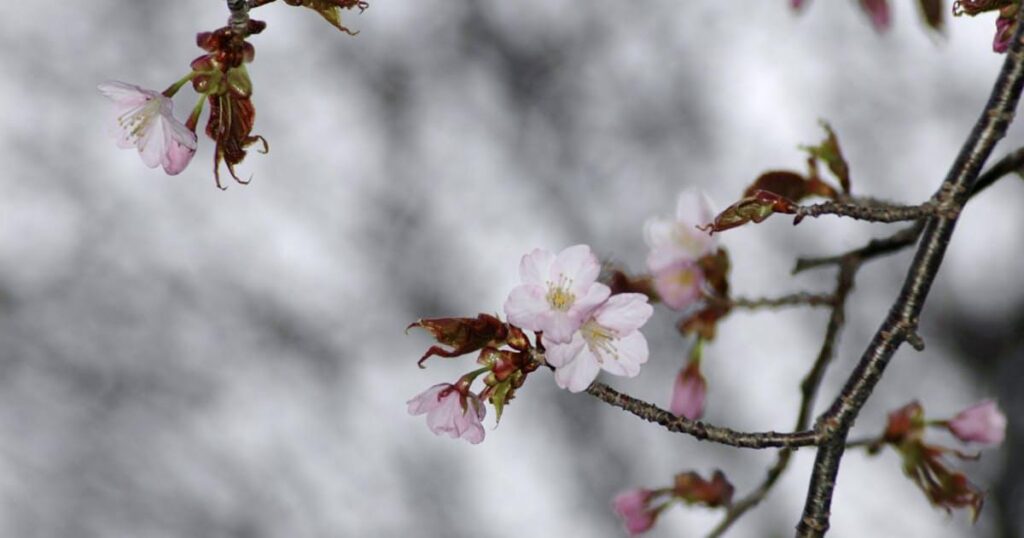 北海道で日本一遅い桜開花 釧路と網走、前線列島縦断