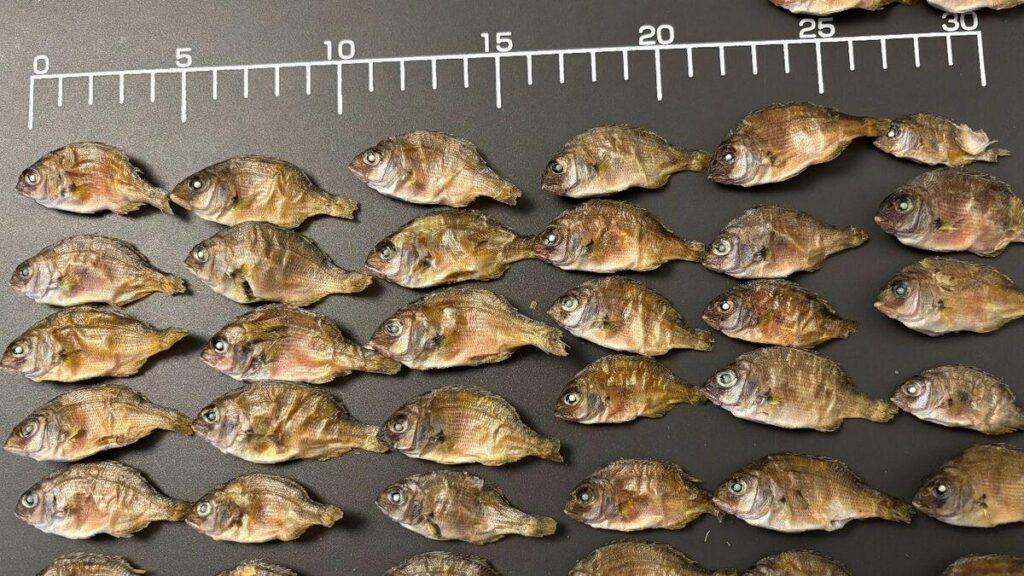 日本から魚が消えていくのは当然だった…｢外国のせい｣でも｢漁業者のせい｣でもない"本当の理由"【大きくなる前の魚を獲ってしまう「成長乱獲」】