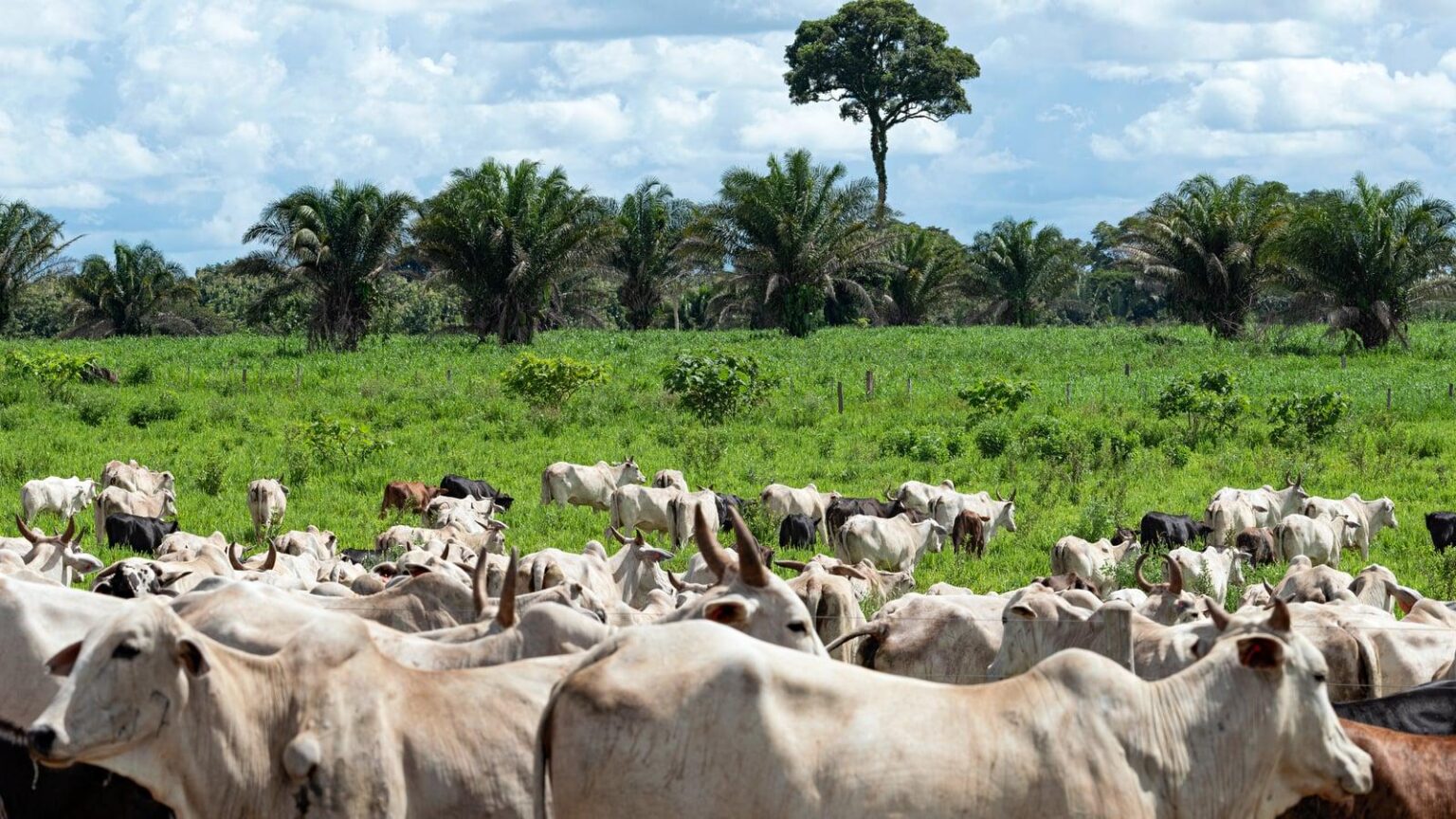 ブラジル産牛肉、9月からEUから禁止へ