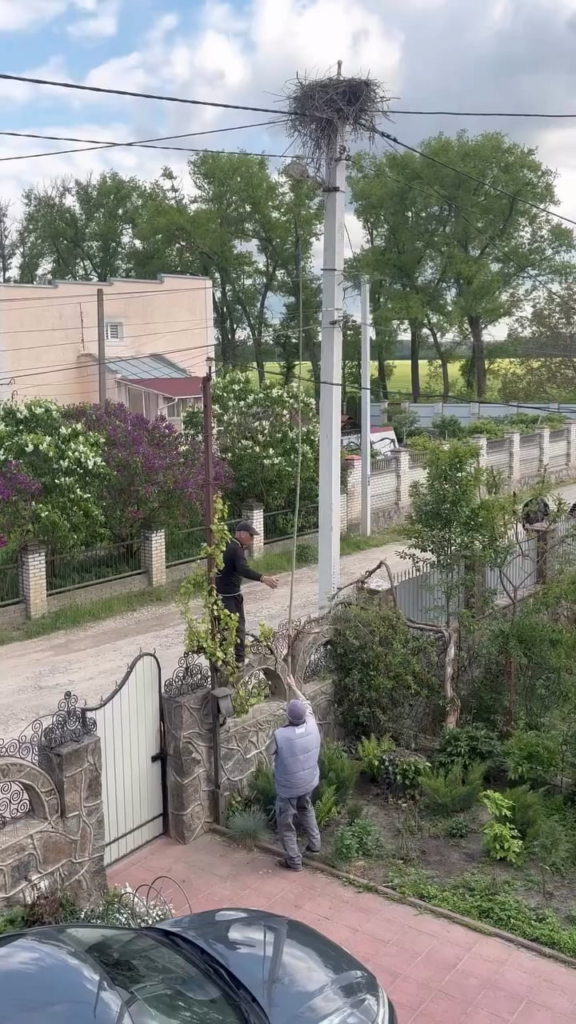 ウクライナのヴィーンヌィツャでは、雌のコウノトリが配偶者を亡くして未亡人となった。彼女は卵を温めているが、自分で餌を食べることができない。地元住民が彼女に餌を与え始めた。