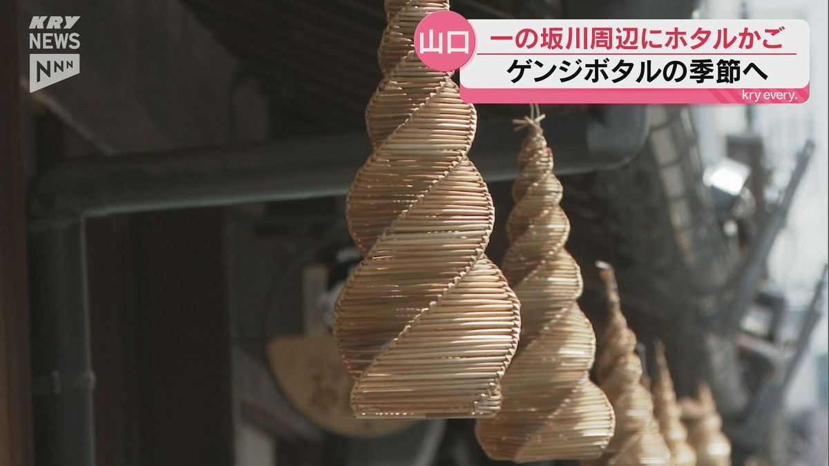 山口市で「ホタルかご」の飾りつけ  ゲンジボタルの名所として知られる一の坂川周辺