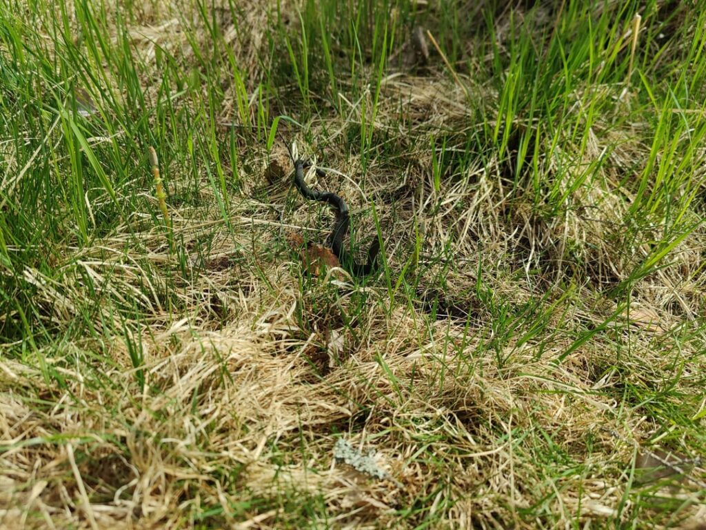 ヘビの識別: ヘビヘビ?