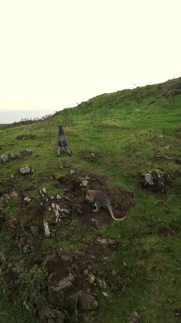 ダブリン沖のランベイ島の野生のワラビー