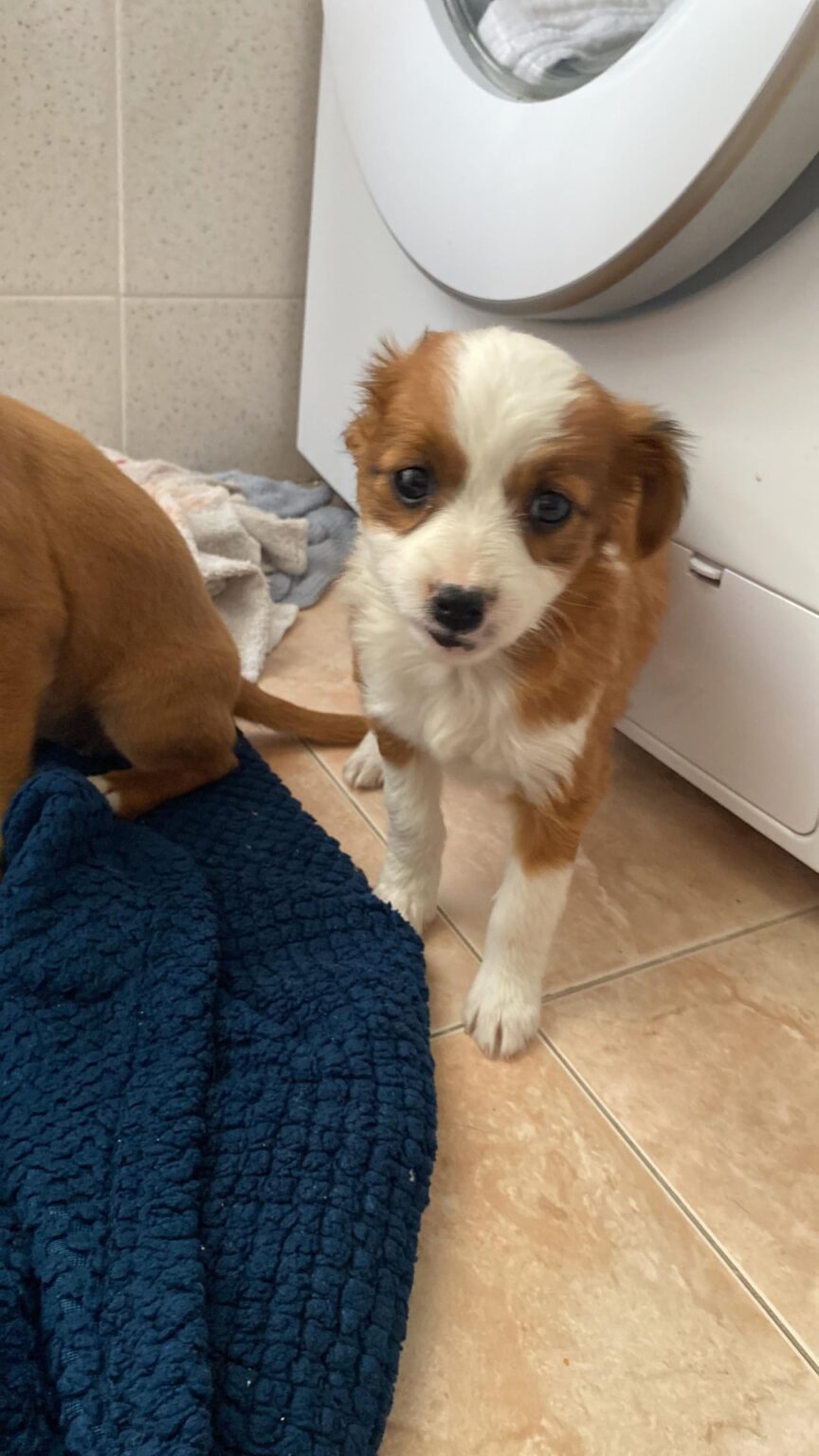 犬が与えられる - サウスマージン