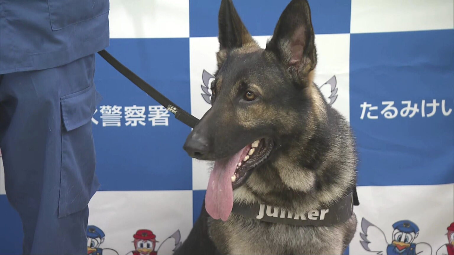 行方不明の10代女性を20分で発見 兵庫県警 警察犬ユンカー号を表彰 - サンテレビニュース