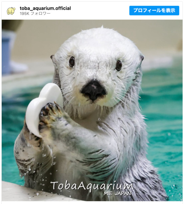 鳥羽水族館、21歳ラッコのメイの体調を発表 食事量減少など「体力の衰えが見えはじめています」 - ライブドアニュース
