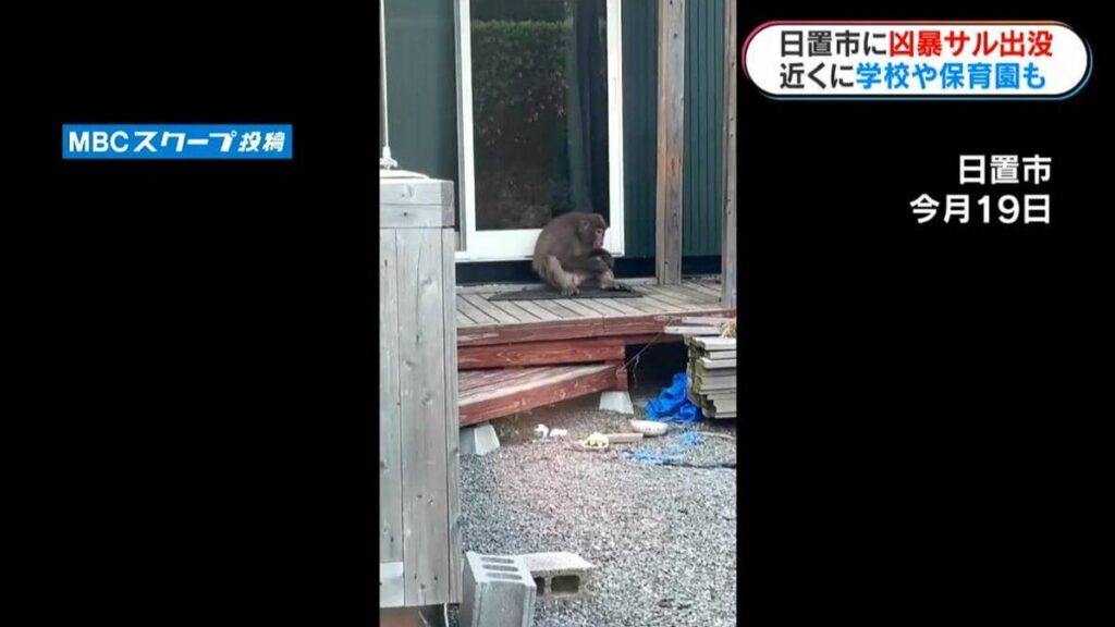 「家に逃げてもドアをたたいてくる」住宅街にサル出没 縁側で毛づくろい…住民は警戒 鹿児島・日置市