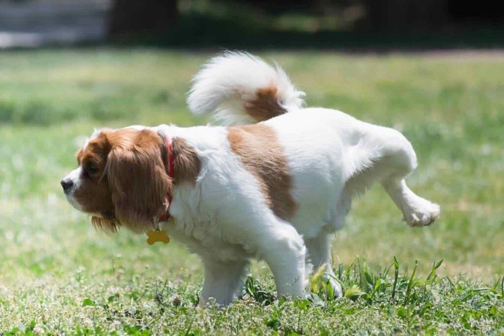 リボルノ、路上で犬のおしっこを片づける義務がある
