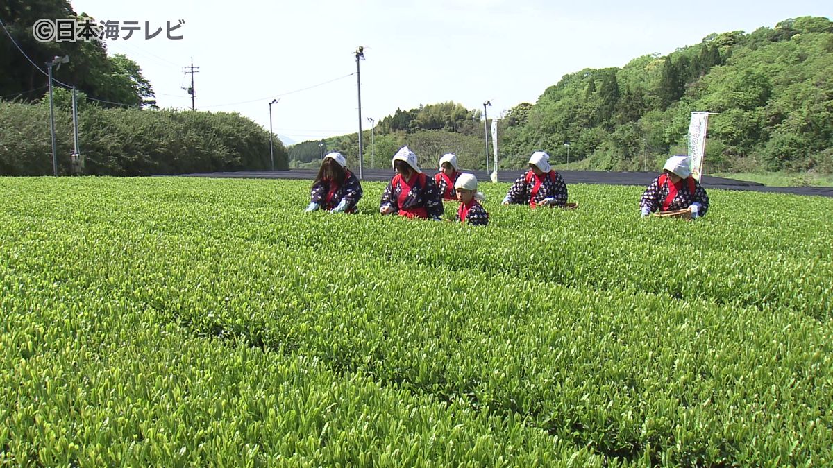 八十八夜 出雲市の茶畑で"一番茶”収穫 天候に恵まれ順調な生育 島根県出雲市