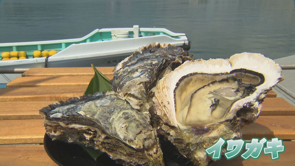 大粒でクリーミーな味わいが特徴「戸石産イワガキ」旬の味を直売所や飲食店で提供開始《長崎》