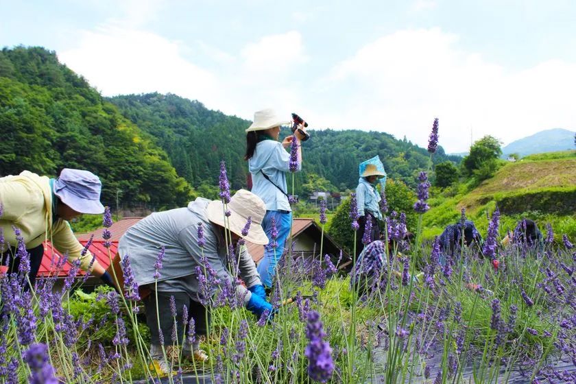 6月27日、岐阜県郡上市で開催！ ネオナチュラル「有機ハーブ収穫体験会2026」 | TRILL【トリル】