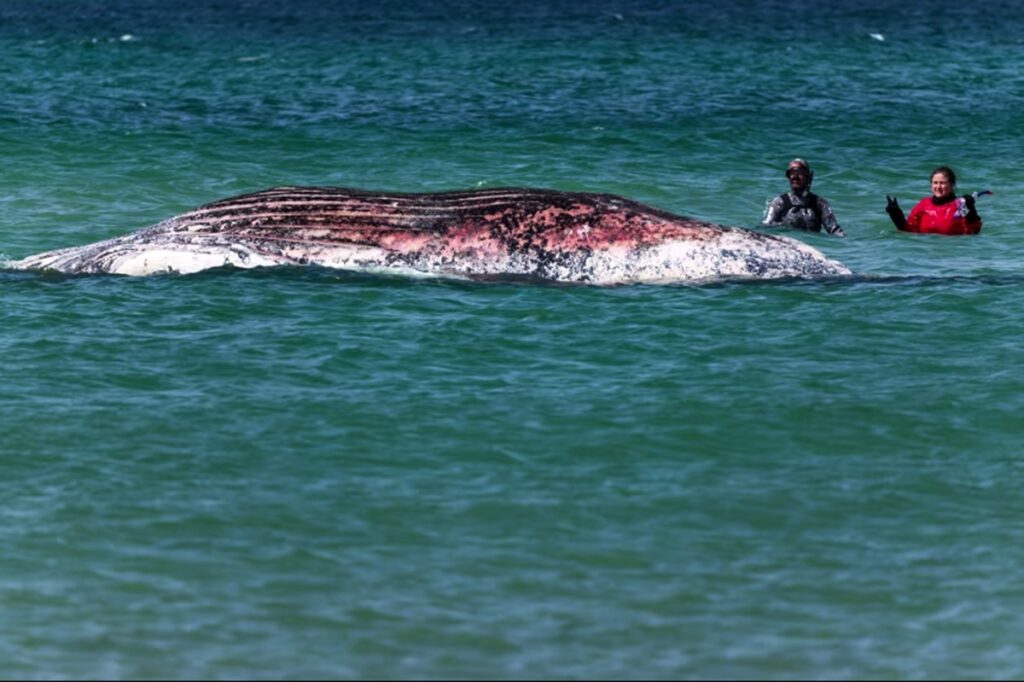座礁したザトウクジラ、デンマーク沖で死を確認　弱り切った状態で救出強行、動物虐待巡る論争に - CNN.co.jp