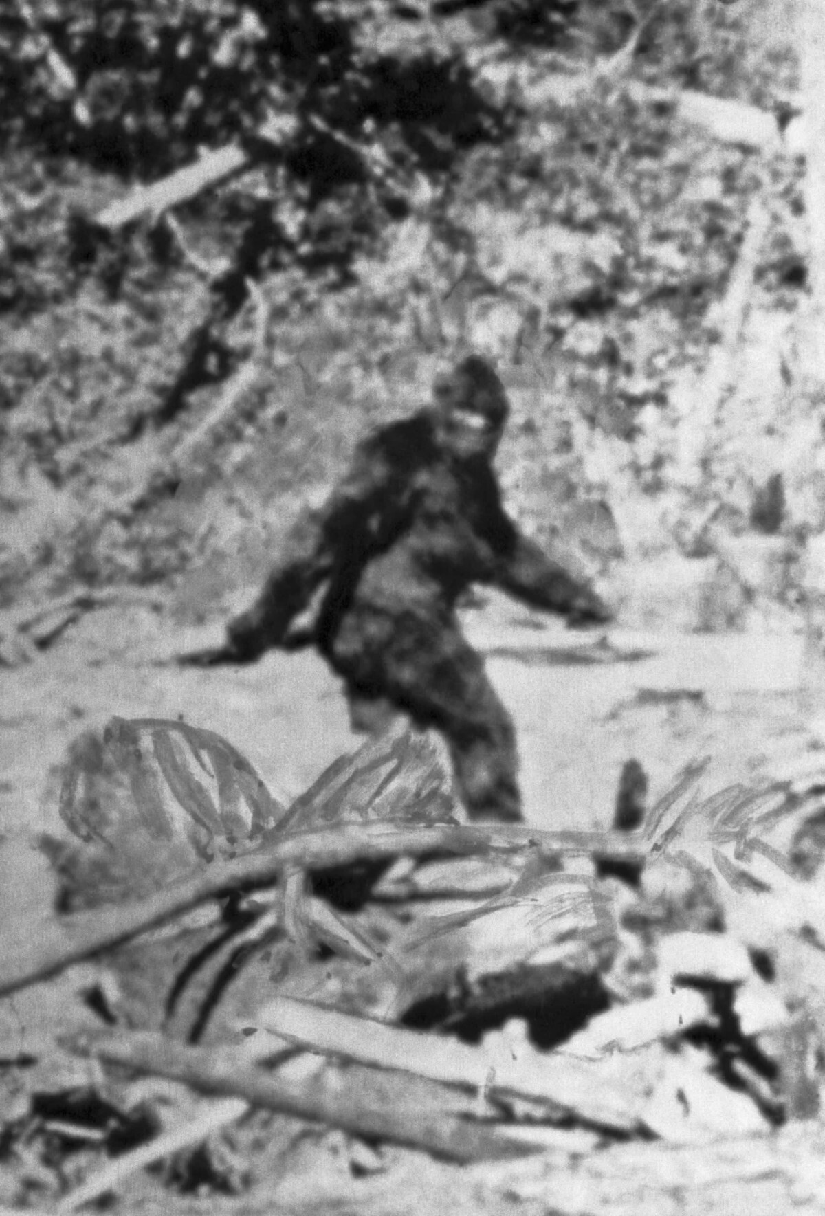 ロジャー・パターソン、ボブ・ギムリン両氏による1967年の映像。一部でビッグフットではないかとされる生き物が写っている/Bettmann/Bettmann/Bettmann Archive