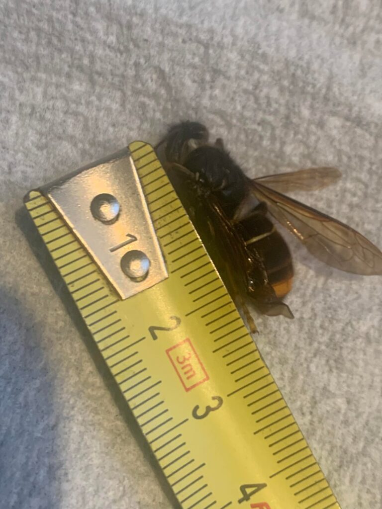 アジアスズメバチ？
