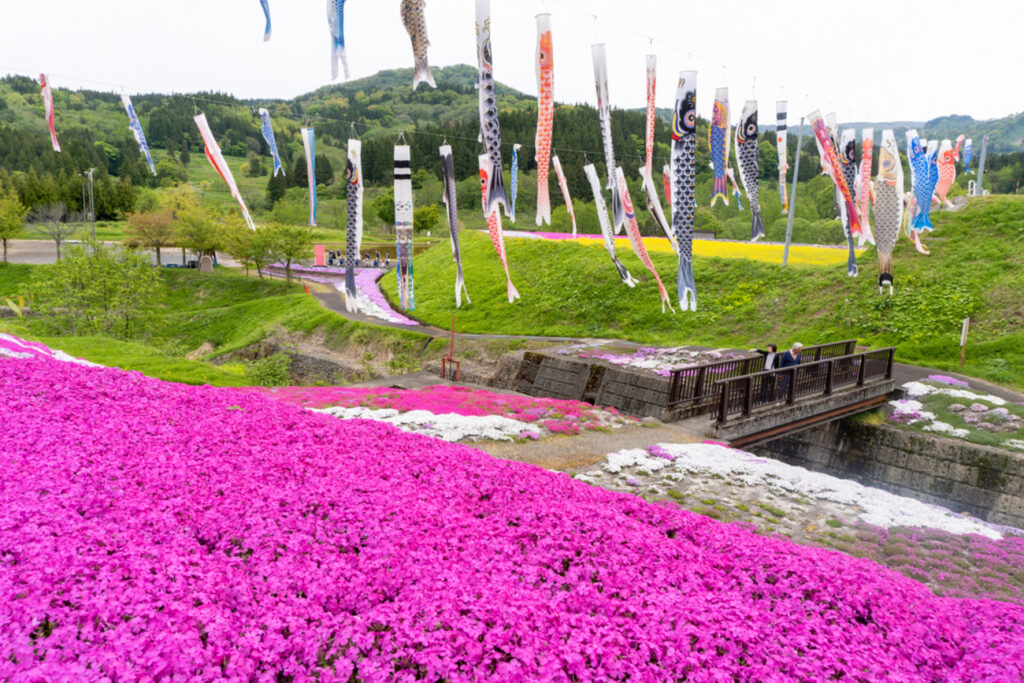 1万2000株のシバザクラ見頃 上越市板倉区の「ゑしんの里やすらぎ荘」周辺 芝桜まつり開催中 - joetsutj.com