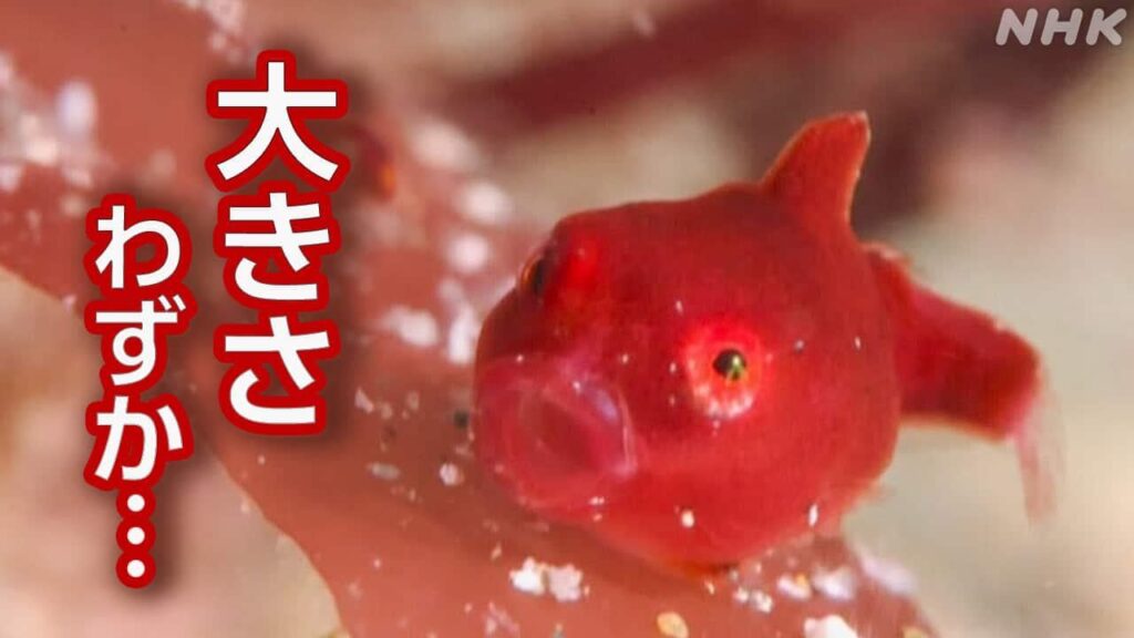 “この時期しか見られない”サクラダンゴウオ 兵庫 豊岡